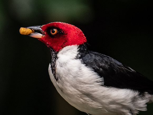 Woodland Park Zoo 3-30-19-18