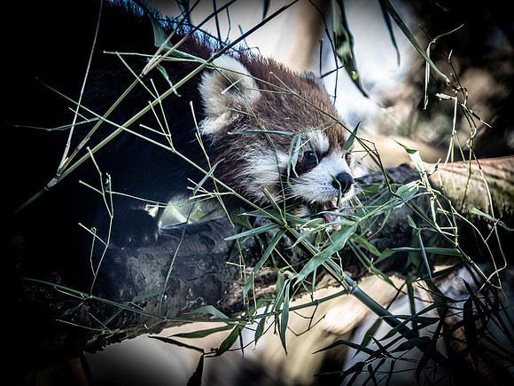 Woodland Park Zoo 3-30-19-30