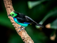 Woodland Park Zoo 3-30-19-20