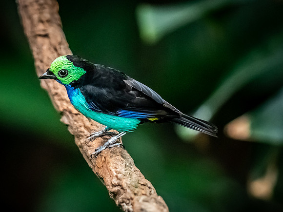 Woodland Park Zoo 3-30-19-20