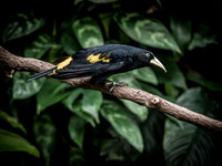 Woodland Park Zoo 3-30-19-9