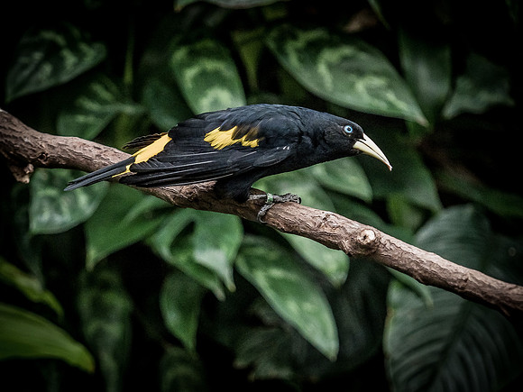 Woodland Park Zoo 3-30-19-9