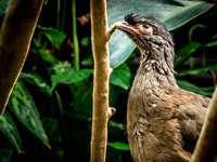 Woodland Park Zoo 3-30-19-15