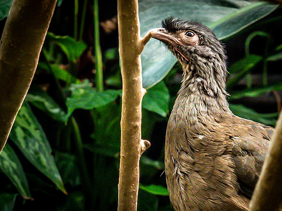 Woodland Park Zoo 3-30-19-15
