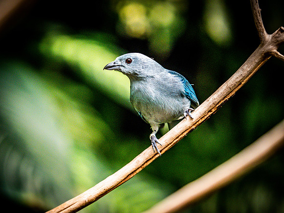 Woodland Park Zoo 3-30-19-14