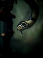 Woodland Park Zoo 3-30-19-2