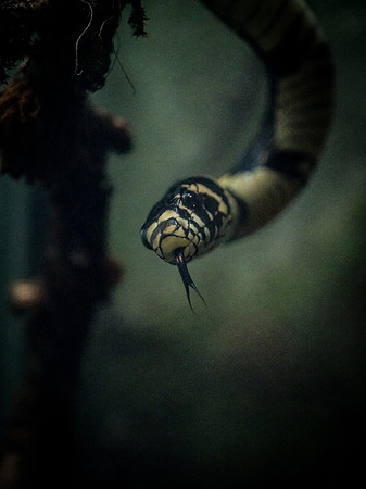 Woodland Park Zoo 3-30-19-2
