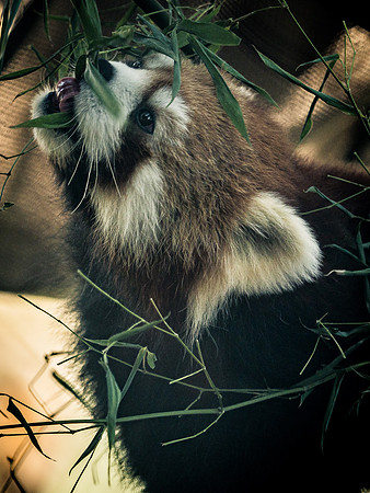 Woodland Park Zoo 3-30-19-27