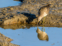 Skagit Valley Shorebirds 10-29-23
