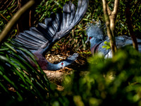 Woodland Park Zoo 3-30-19 Set 2-4