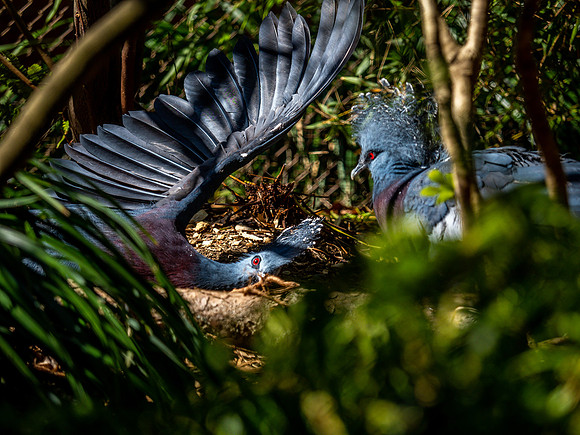 Woodland Park Zoo 3-30-19 Set 2-4