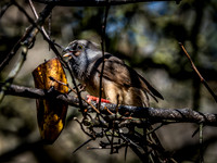 Woodland Park Zoo 3-30-19 Set 2-17