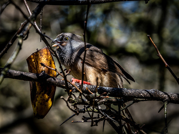 Woodland Park Zoo 3-30-19 Set 2-17