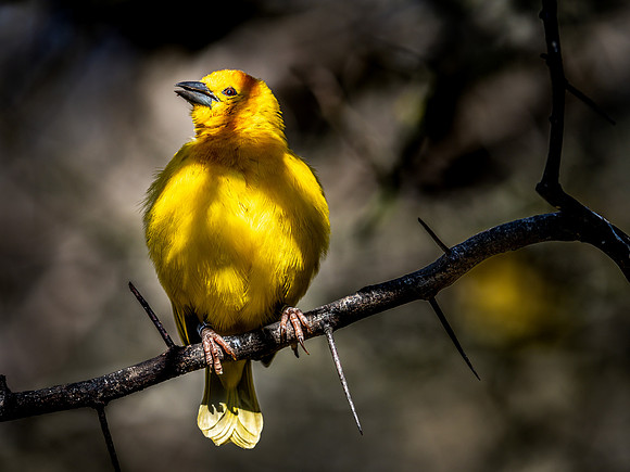 Woodland Park Zoo 3-30-19 Set 2-22