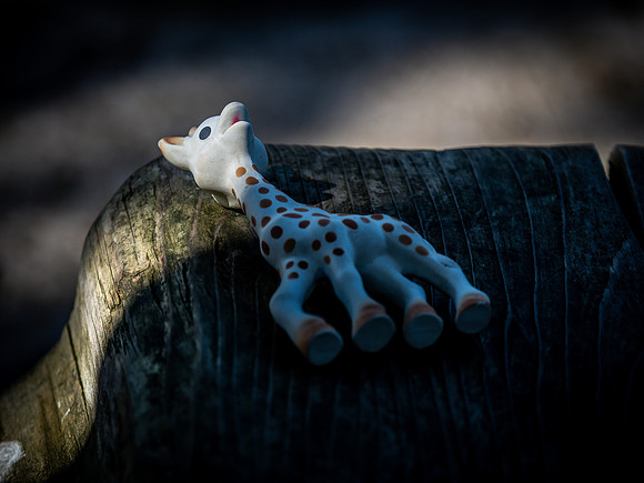 Woodland Park Zoo 3-30-19 Set 2-31