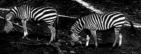 Woodland Park Zoo 3-30-19 Set 2-11