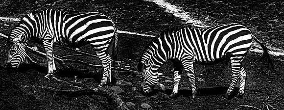 Woodland Park Zoo 3-30-19 Set 2-11