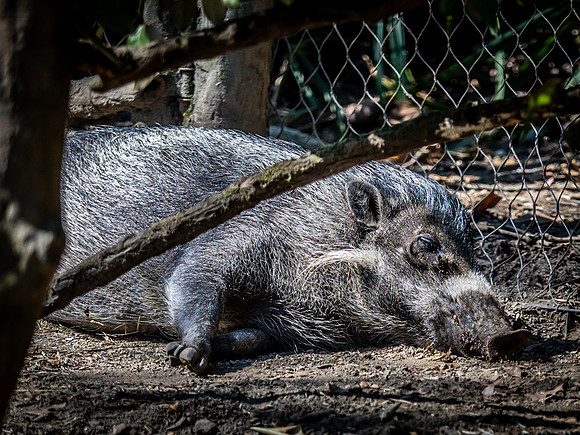 Woodland Park Zoo 3-30-19 Set 2-29