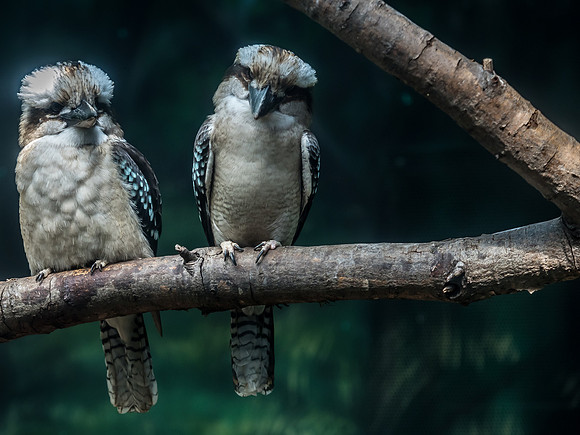 Woodland Park Zoo 3-30-19 Set 2-34