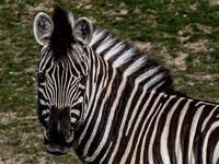 Woodland Park Zoo 3-30-19 Set 2-8