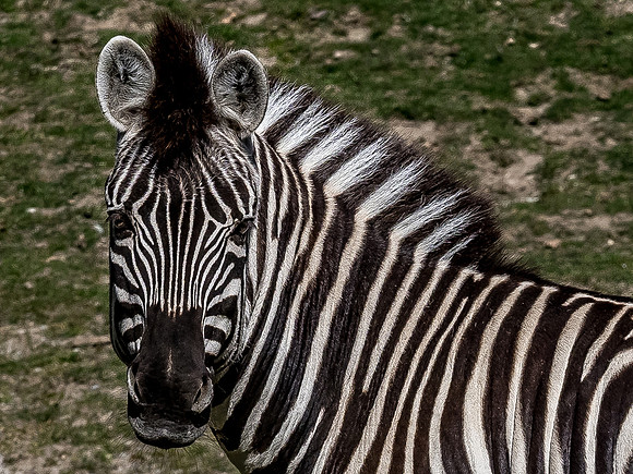 Woodland Park Zoo 3-30-19 Set 2-8