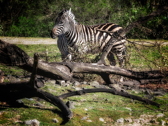 Woodland Park Zoo 3-30-19 Set 2-6