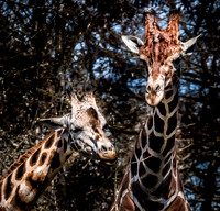 Woodland Park Zoo 3-30-19 Set 2-9