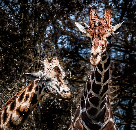 Woodland Park Zoo 3-30-19 Set 2-9