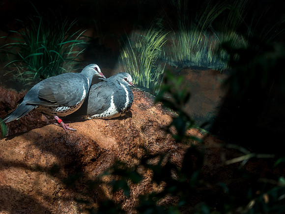 Woodland Park Zoo 3-30-19 Set 2-35