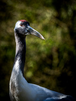 Woodland Park Zoo 3-30-19 Set 2-3