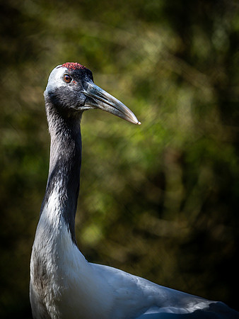 Woodland Park Zoo 3-30-19 Set 2-3