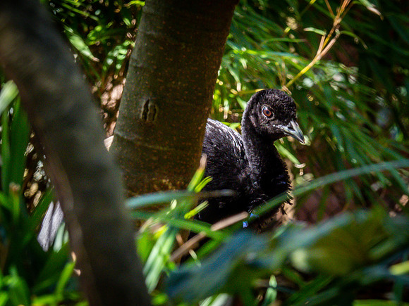 Woodland Park Zoo 3-30-19 Set 2-5