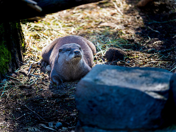 Woodland Park Zoo 3-30-19 Set 2-33