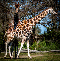 Woodland Park Zoo 3-30-19 Set 2-10