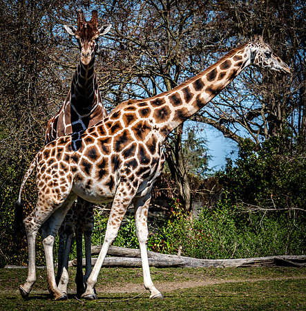 Woodland Park Zoo 3-30-19 Set 2-10