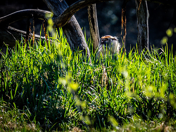 Woodland Park Zoo 3-30-19 Set 2-26