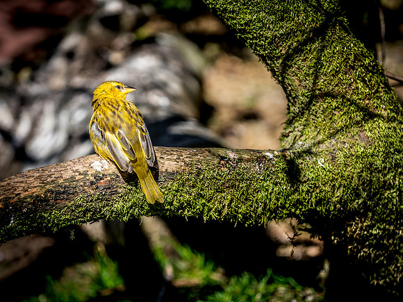 Woodland Park Zoo 3-30-19 Set 2-24