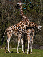 Woodland Park Zoo 3-30-19 Set 2-12