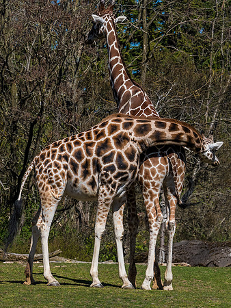 Woodland Park Zoo 3-30-19 Set 2-12