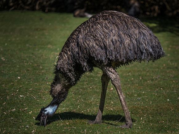 Woodland Park Zoo 3-30-19 Set 2-39