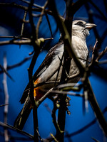 Woodland Park Zoo 3-30-19 Set 2-15