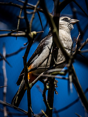 Woodland Park Zoo 3-30-19 Set 2-15