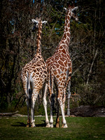 Woodland Park Zoo 3-30-19 Set 2-14