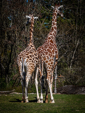 Woodland Park Zoo 3-30-19 Set 2-14