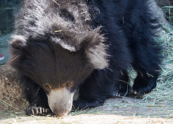 Woodland Park Zoo 3-30-19 Set 2-32