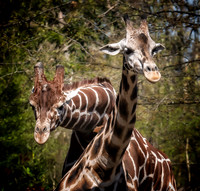 Woodland Park Zoo 3-30-19 Set 2-7