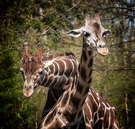 Woodland Park Zoo 3-30-19 Set 2-7