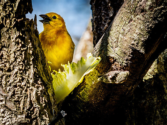 Woodland Park Zoo 3-30-19 Set 2-25