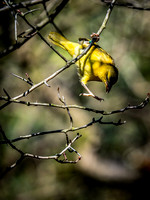 Woodland Park Zoo 3-30-19 Set 2-20