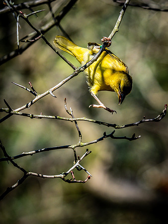 Woodland Park Zoo 3-30-19 Set 2-20